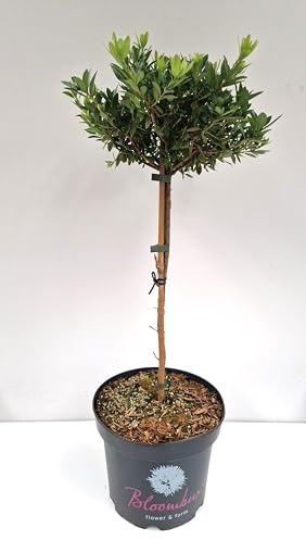 Bloombux® INKARHO® Stammhöhe 40 cm Kronenbreite 25-30 cm 5 L | Winterhart, immergrün & pflegeleicht – blühend im Frühling, schnittverträglich, dekoratives Stämmchen für Kübel