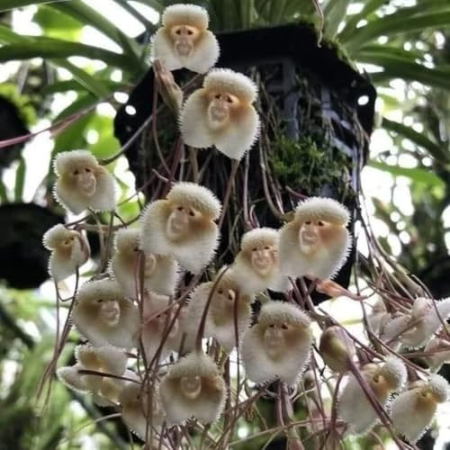 semi di faccia di scimmia, orchidea faccia di scimmia, decorazione del giardino per esterno Orchidea Dracula Simia, decorazione del soggiorno da giardino 150pcs