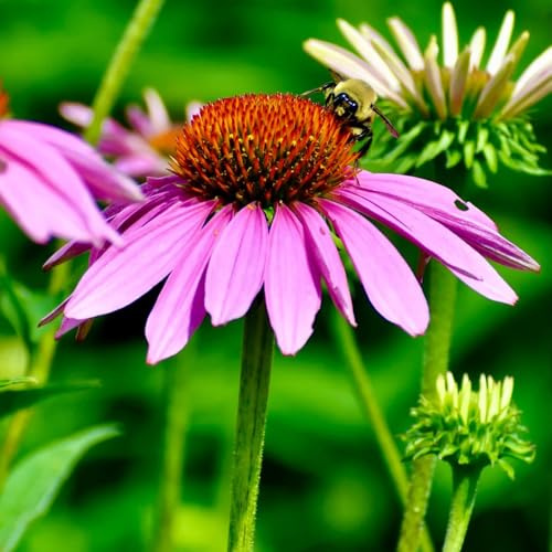 equinacea acquistare semi da giardino interni bonsái equinacea selvaggio, autunno, semi perenni foglie perenne 180pcs
