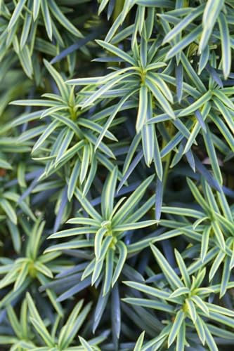 Säuleneibe Taxus baccata Fastigiata Aureomarginata 80-90 cm winterhart