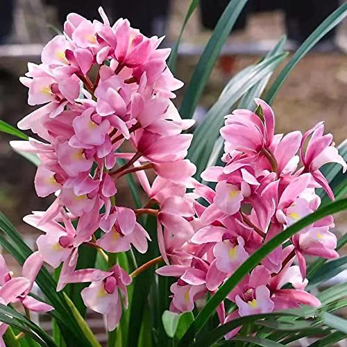 semillas de orquideas raras - balcón variedades antiguas exóticas resistentes reales 30pcs