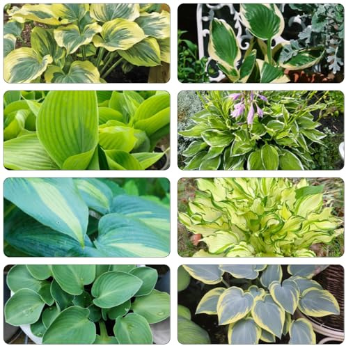 funkien kräuterpflanzen sommerblumen winterharte stauden mehrjährig gartenpflanzen balkonpflanzen kräuterbeet indoor küchenkräuter winterharte kübelpflanzen indoor garten grüne deko 35samen
