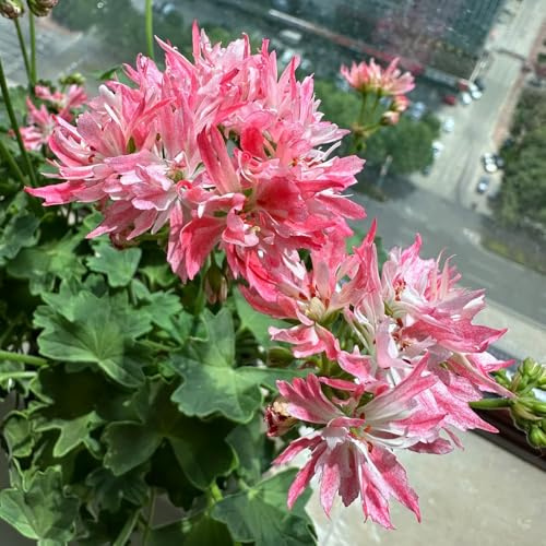 gerani d'appartamento rare pelargonio arredamento per soggiorno con letto rialzato resistenti in vaso da esterno Decorazioni autunnali per un giardino resistente da 40semi