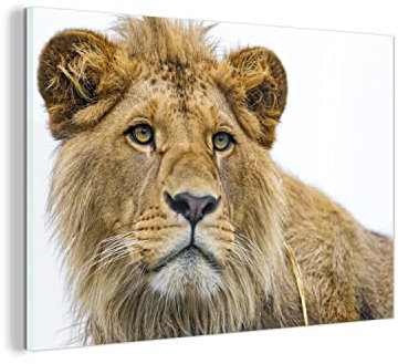 MuchoWow Glasbild Glasfoto Wandbild Bilder Deko 150x100 cm Löwe - Weiß - Porträt