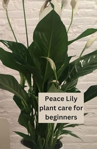 How to Care for your Peace Lily plant: How to look after, care and grow the peace lily plant, whether you are s beginner or a pro house plant parent