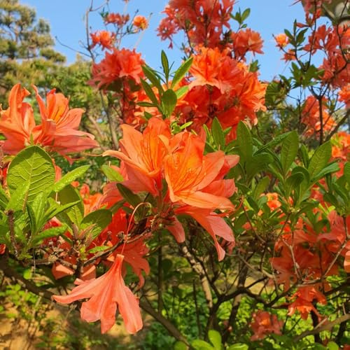 Semi di rododendro, rustiche per balconi azalea resistenti, decorazione del giardino esterno perenni 120pcs