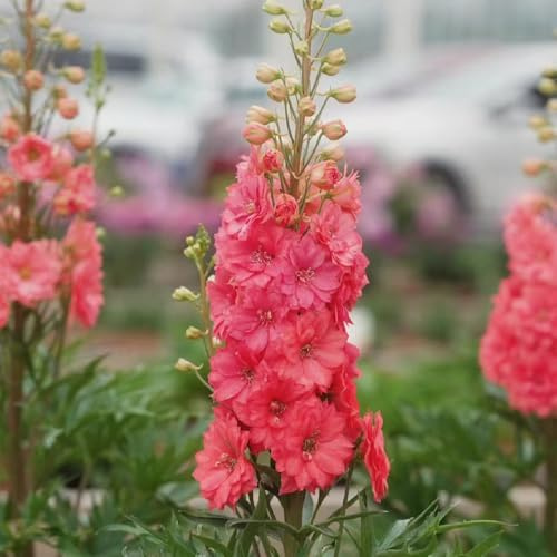 rittersporn - deko blumenwiese mehrjährig delphinium bonsai balkon blumensamen balkonpflanzen ausgefallene geschenke balkon blumenwiese topfblumen zierblumen für sonnige plätze bio 225samen