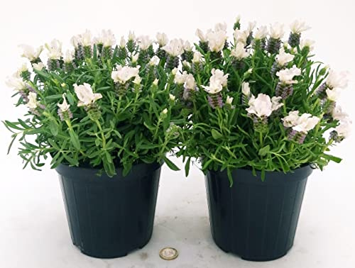 POWERS TO FLOWERS - LAVANDA STOECHAS BIANCA, 2 PIANTE, VASO 14CM DIAMETRO, piante vere