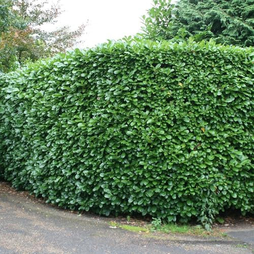 Plant Theory 30cm - 40cm Rotundifolia Cherry Laurel Prunus Laurocerasus Shrub Plant 2L Pot