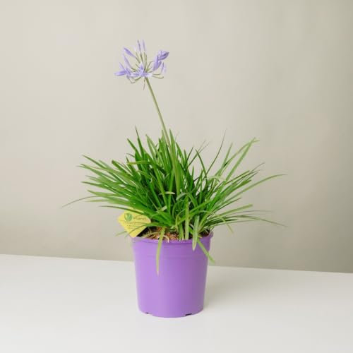 Plantì AGAPANTHUS 'PITCHOUNE BLUE'. Pianta perenne da esterno, vaso da 19 cm. Piante vere per giardino e terrazzo con fiori blu intensi e fogliame verde lussureggiante. 6 mesi di concimazione inclusi.