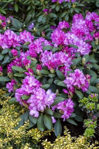 Rhododendron yakushimanum 'Lumina' 60-70 cm - Rhododendron, rosa Blüten, Blütezeit Mai-Juni, ideal für Halbschatten, immergrün, winterhart
