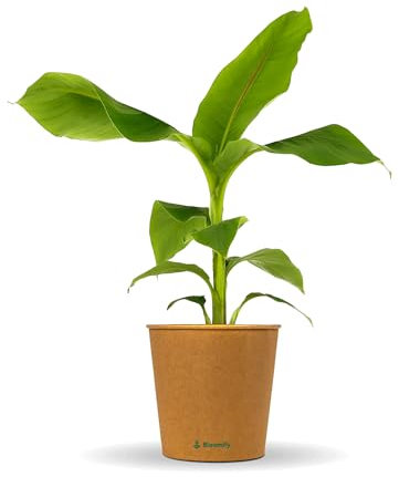 Bloomify® Bananenpflanze Bob | 40 bis 60 cm großer bedingt winterharter Bananenbaum | pflegeleichte Banane Musa Basjoo für Balkon, Terasse oder Garten | Bananen-Früchte sind essbar
