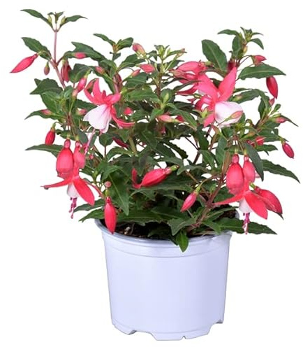 Fucsia Natural La Planta que Añadirá un Toque de Encanto y Distinción a tu Vida