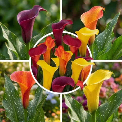 FLORIUM Sunny Calla Lilien Zwiebeln Kollektion, 10 Zantedeschia Zwiebeln, 5 Sorten, 2 von jeder Farbe Mix, Ideal als Topf und Gartenpflanze, Blumenzwiebeln Mischung aus Holland