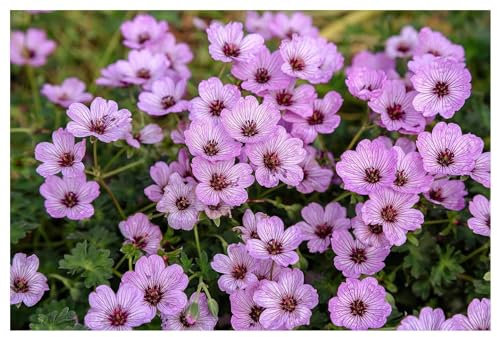 Stauden Gänge 3 x Geranium cinereum 'Ballerina' (Winterhart/Stauden/Staude/Mehrjährig/Immergrün) Aschgrauer Storchschnabel - Kleines Blütenwunder mit großer Wirkung - sehr Bienenfreundlich