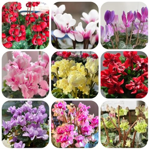 semi di ciclamino da esterno - ciclamino - ombra perenne resistente tappezzante ornamentali decorazione da giardino roccioso 125pcs
