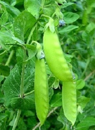 Graines de pois mange-tout Pois géants de l'Oregon Paquet de 100 graines