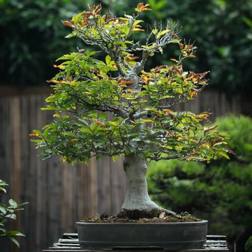 Semi di faggio europeo, Le sempreverdi sono resistenti Fagus sylvatica, resistenti per il giardino rustiche per balconi semi esotici 50pcs