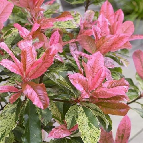Photinia Pink Crispy - Photinia serratifolia Pink Crispy 100/125cm Pot 20L ? Arbuste pour Haie et Jardin