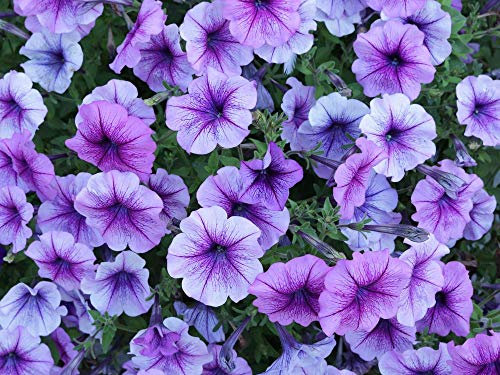 Petunia Blue Blooms 50 Seeds - Superior Branching,Compact Plants,More Flowers