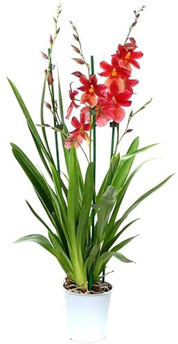 POWERS TO FLOWERS - ORCHIDEA, CAMBRIA NELLY ISLER, 2/3 STELI, pianta vera