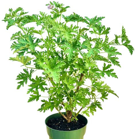 Geranio Citronela La Planta Repelente de Mosquitos que Necesitas en tu Hogar