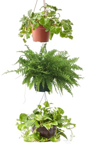 Verdecora Pack Plantas Colgantes en maceta Ø13cm: Planta del Dinero, Potho y Helecho | Set de Plantas Decorativas y Fáciles de Cuidar | Ideal para Hogar u Oficina