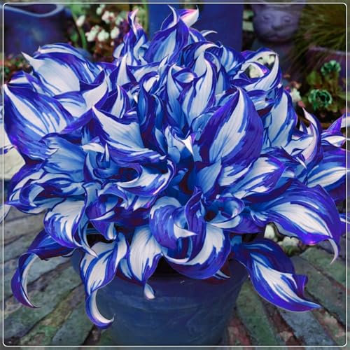Excellent Display, Easy to Plant, Flowering Rhizome,Wedding Flowers, Hostas for Planting, Greening Flower,Hosta Rhizome，Bloom Year After Year-4 Bulbs-B