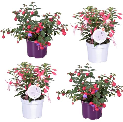 Fushia: Flores Colgantes para Dar un Toque Único a tu Espacio Exterior