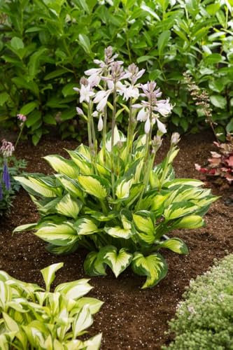 Hosta 'Colored Hulk' – Zweifarbige Funkie im 1L Topf | Staude für Schatten & Halbschatten | Winterhart & pflegeleicht | Blickfang im Beet & Kübel