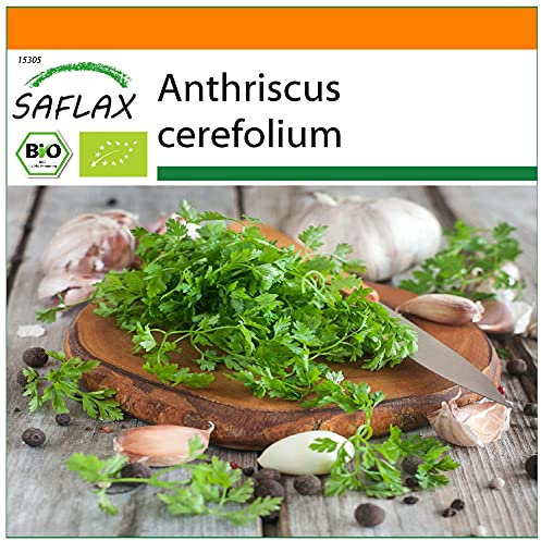 SAFLAX - Garden in The Bag - Organic - Chervil - 800 Seeds - with Cultivation Substrate in an Easy to Handle Stand up Bag. - Anthriscus cerefolium