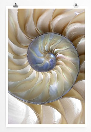 Eau Zone Home Bild - Naturbilder – Fibonacci Muschel- Poster Fotodruck in höchster Qualität