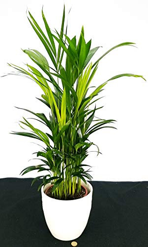 POWERS TO FLOWERS - ARECA, PALMA DI ARECA IN VASO CERAMICA BIANCO altezza 70cm, pianta vera
