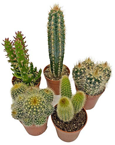 5 Cactus Plants Potted Cacti Houseplants Mixed Indoor Plant Selection