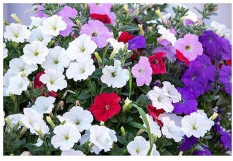 Pcs - 30x Pétunia, Court Suspendu (E) Mix Pétunia X Hybrida Pendula Plantes Graines KS106 - Seeds & Plants Shop by Ipsa