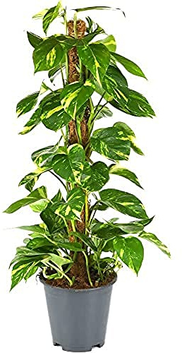 BloomPost Epipremnum Pinnatum sur Mosspole - 70-80 cm Plante d'Intérieur - Plantes d'Intérieur Faciles d'Entretien Pour la Maison et le Bureau - Plante Purificatrice d'Air - Dans le Pot de Culture