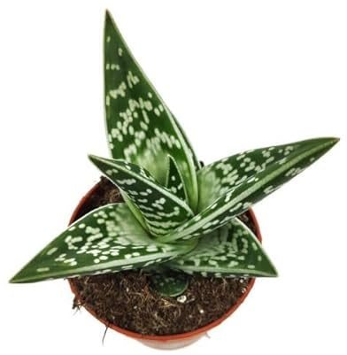 Planta Natural Aloe Variegata Belleza Verde sin Esfuerzo