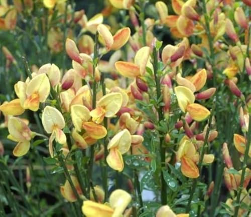 Cytisus scoparius Apricot Gem - Ginster Apricot Gem - Edelginster - Schmuckginster - Besenginster