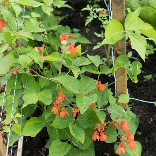 Feuerbohnen - Phaseolus coccineus zimmerpflanze stauden winterhart mehrjährig kräutersamen Bohnensamen gemüsepflanzen wintergemüse balkonpflanzen kräutergarten küche pflanzensamen 80samen