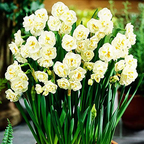10*Narcissus | Premium, Bulbi Di In Vaso Di Fiori Di Narciso A Crescita Rapida A Crescita Rapida Per Giardino Multi
