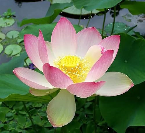 Nelumbo Nucifera Sacred Lotus Flower Bean of India Pond Water Lily 5 Certified Seeds