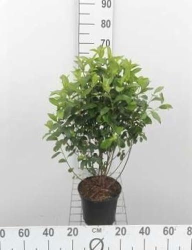 Aronia melanocarpa - Schwarze Apfelbeere 40-60 cm Container