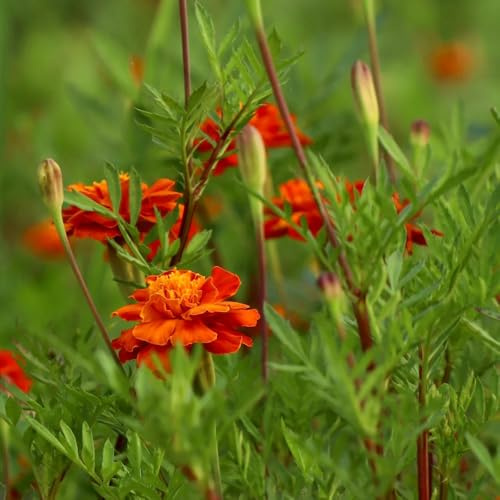 studentenblumensamen schnittblumen studentenblumen bio blumenbeet steingartenpflanzen winterhart schattenpflanzen 60pcs