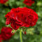 100 semi di geranio rosso da piantare
