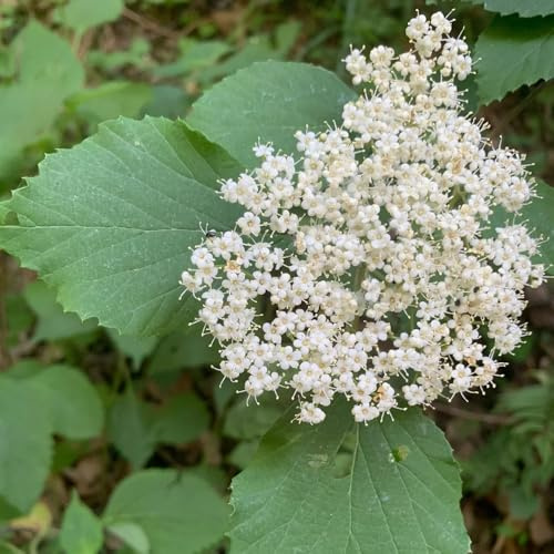 semi di palla di neve da giardino, palla di neve invernale rare, decorazione del soggiorno biologici per aiuole, siepi arbusti 250pcs