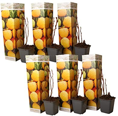 Plant in a Box - Rubus idaeus 'Herbstgold' - 6er Set - Gelbe Himbeerpflanzen - Rubus idaeus - Winterhart - Topf 9cm - Höhe 25-40cm