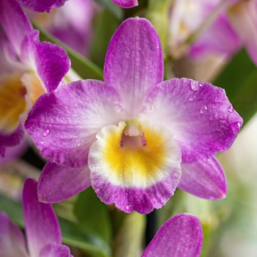 Orchideen Echte Pflanzen - Bambus Dendrobium Nobile Purple Passion | 2 große Zimmerpflanzen aus Holland, 30-40 cm hoch, mit Blüten und duftend (Nicht künstlich, ohne Dünger und Topf, kein Samen)