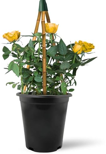 Carbeth Plants Yellow Golden Climbing Rose Bush in 3L Pot