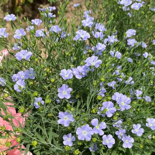 Semi di lino blu, Linum perenne, semi esotici da giardino roccioso resistenti semi di regali sostenibili autunnali resistenti 250pcs