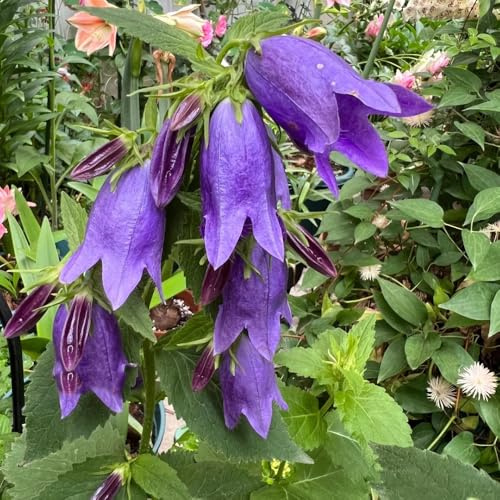 Semi di campanula - Le da giardino sono Campanula media - rustiche per balconi decorazioni floreali 300pcs